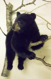 Mr. Fish Taxidermy Full size Bear Mount