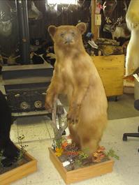 Mr. Fish Taxidermy life size bear mount
