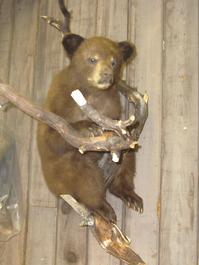 Mr. Fish life size bear mount