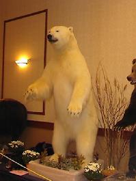 Mr. Fish Taxidermy life size polar bear