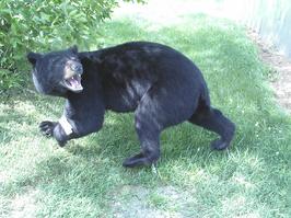 Life size bear mount Mr Fish Taxidermy