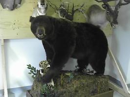 Mr. Fish life size bear mount