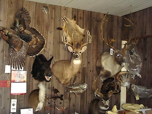 Mr. Fish Taxidermy Studio